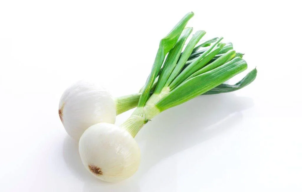 oignons nouveaux