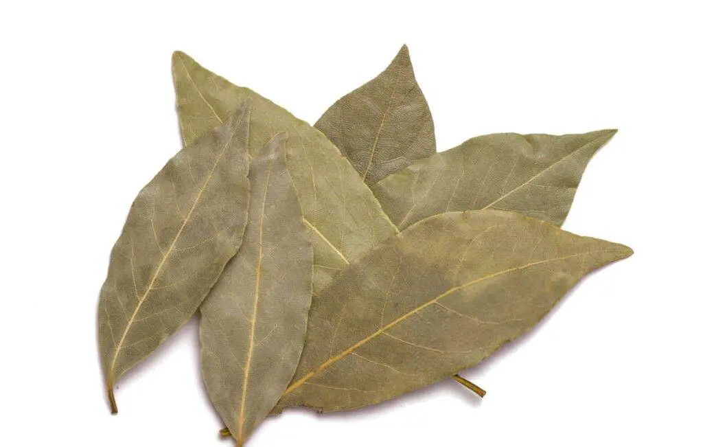 feuilles de laurier