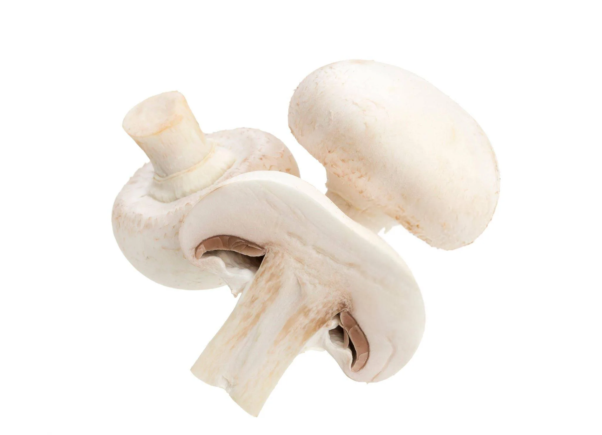champignons champignons